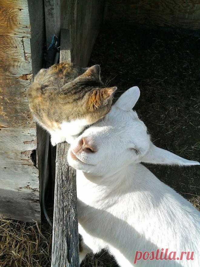 25 прекрасных примеров дружбы между животными В конце концов дружба — это не прерогатива только людей.
Посмотрите на эти замечательные фотографии — и вы все поймете.
Животные тоже дружат и тоже помогают и заботятся друг о друге.