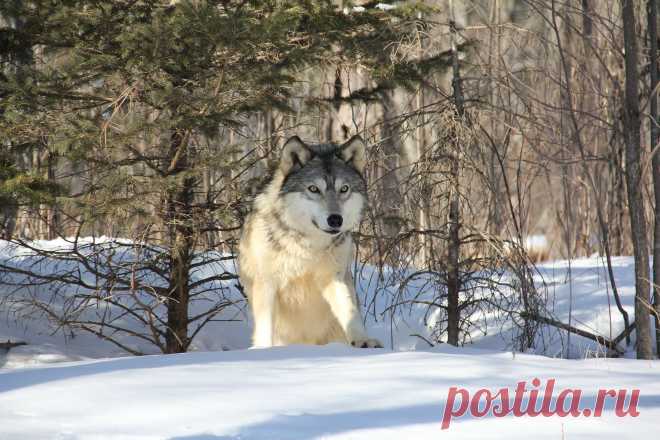 Coming from the den | Minnesota Winter_2013 Taken at Minneso… | Flickr
