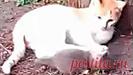 Оплеухи от Старшего Брата