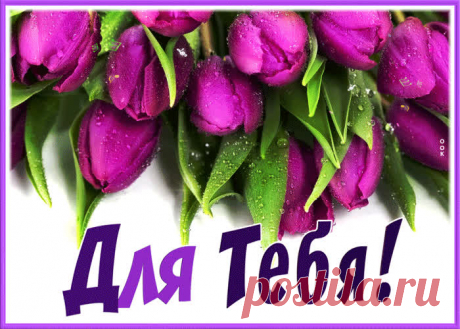 Открытка с лиловыми тюльпанами для тебя