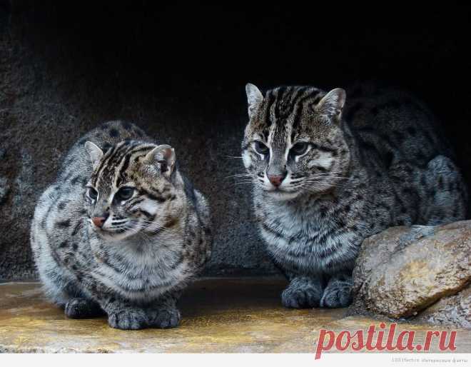 Ириомотейская кошка - 63 фото - картинки: смотреть онлайн