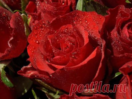 Красные розы фото прекрасных цветов