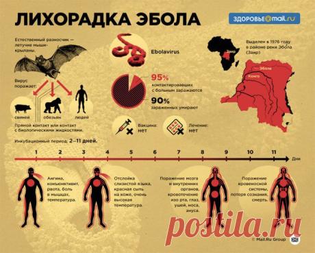 Что нужно знать о лихорадке Эбола - Инфографика. Новости Mail.Ru