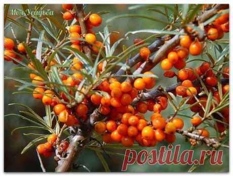 Соберите листья облепихи