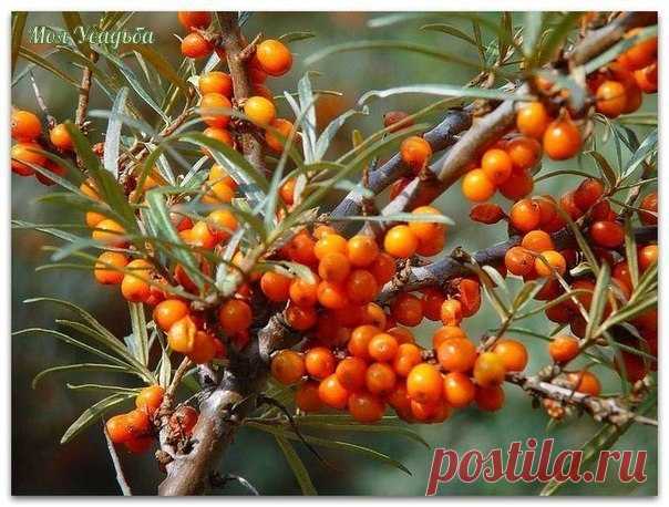 Соберите листья облепихи