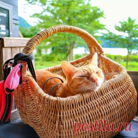 Дайкичи и Фуку-Чан — кошки, которые путешествуют вместе со своим хозяином