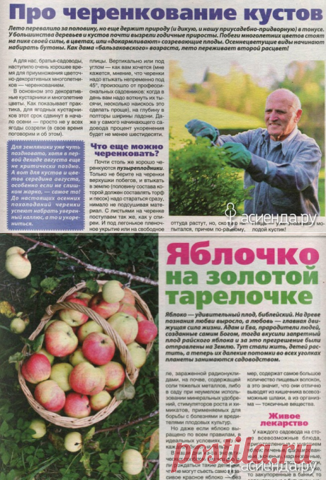Журнал "Дача круглый год" №8 Август/2015 (продолжение): Группа Практикум садовода и огородника