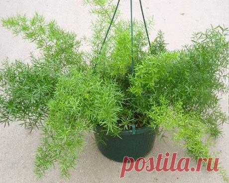 Ажурная воздушность аспарагуса Шпренгера – знакомимся с эфиопским красавцем и выращиваем его из семян | На земле | Пульс Mail.ru Аспарагус Шпренгера, хоть и африканец по происхождению, считается одним из самых неприхотливых и любимых растений цветоводов. Его пушистые веточки...