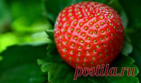 Как выращивать клубнику