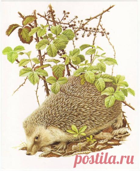 Artworks by Paul Barruel and German antique lithograph illustrations Для охотничьего декупажа