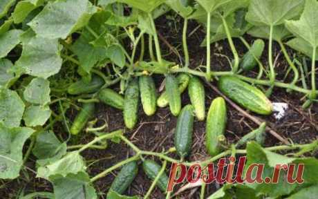 Чем обработать огурцы от мучнистой росы в период плодоношения без применения химикатов — Дачный участок