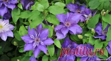 Дачникам. Осенняя обрезка клематисов Полное руководство.Октябрь вступает в свои права, и природа постепенно погружается в предзимний сон. Прохладные утра приносят с собой серебристые узоры инея, а воздух наполняется особой хрустальной свежестью. Для каждого садовода это время становится сигналом к завершению сезонных работ....