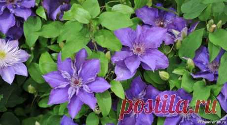 Дачникам. Осенняя обрезка клематисов Полное руководство.Октябрь вступает в свои права, и природа постепенно погружается в предзимний сон. Прохладные утра приносят с собой серебристые узоры инея, а воздух наполняется особой хрустальной свежестью. Для каждого садовода это время становится сигналом к завершению сезонных работ....