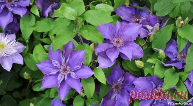 Дачникам. Осенняя обрезка клематисов Полное руководство.Октябрь вступает в свои права, и природа постепенно погружается в предзимний сон. Прохладные утра приносят с собой серебристые узоры инея, а воздух наполняется особой хрустальной свежестью. Для каждого садовода это время становится сигналом к завершению сезонных работ....