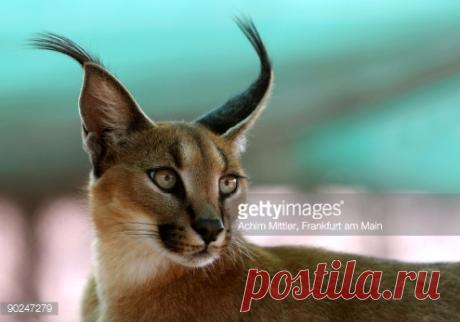 African Lynx Stock Photo | Getty Images