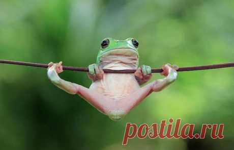 16 позитивных фотографий лягушек