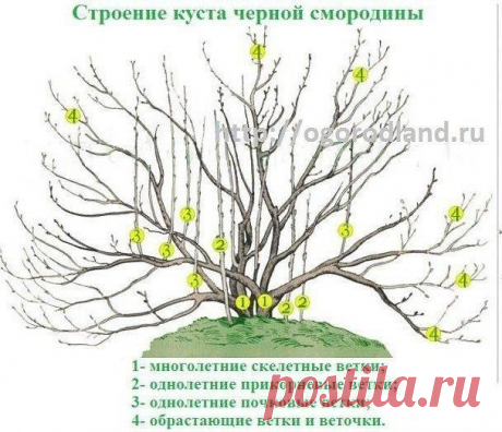 СМОРОДИНУ НУЖНО ПОСТОЯННО ОМОЛАЖИВАТЬ - И БОЛЬШОЙ УРОЖАЙ ВАМ ОБЕСПЕЧЕН