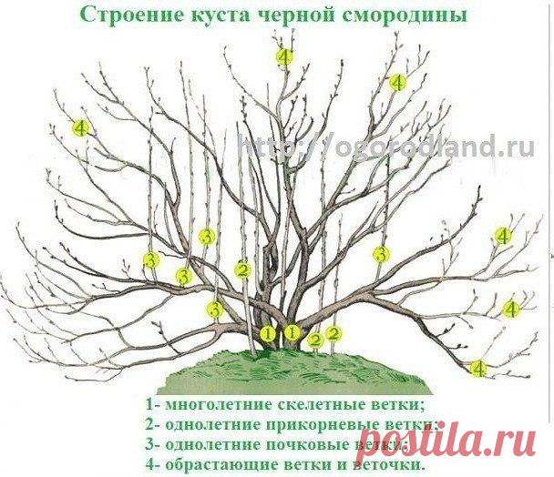 СМОРОДИНУ НУЖНО ПОСТОЯННО ОМОЛАЖИВАТЬ - И БОЛЬШОЙ УРОЖАЙ ВАМ ОБЕСПЕЧЕН