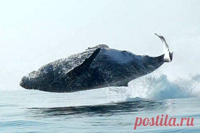 40-тонная горбатая китиха целиком выпрыгнула из воды. Такого раньше никто не снимал