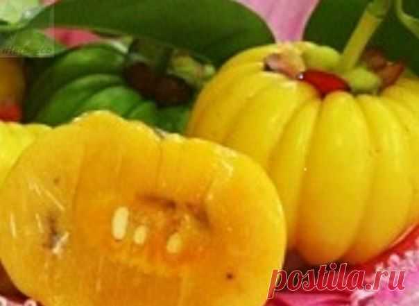 Wall | VK
арциния камбоджийская - вечнозеленое дерево семейства зверобойных. В Южной Азии плоды гарцинии веками использовались в кулинарии. Считается что добавление гарцинии делает пищу "более сытной и приносящей удовлетворение".
☀ Этот экзотический фрукт похож на небольшую тыкву зелёного цвета или светло-жёлтого цвета. Гарциния покрыта тонкой кожицей, мякоть имеет вид вертикальных долей. На вкус камбоджийская гарциния имеет сладкий вкус с приятной кислинкой.