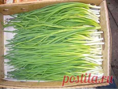 Секреты зеленого лука.

Удобряем лук...нашатырем. Заметили, что у лука побледнели и приобрели желтоватый оттенок перышки? Это он сигналит вам, что голодает из-за нехватки азота. Помогите ему, подкормив раствором нашатырного спирта. Разбавьте в 10-литровом ведре воды 3ст. ложки нашатыря и вечером пролейте грядки с лучком (под корешок).

Такой ядерный раствор не только подкормит, но и отпугнет луковую муху.