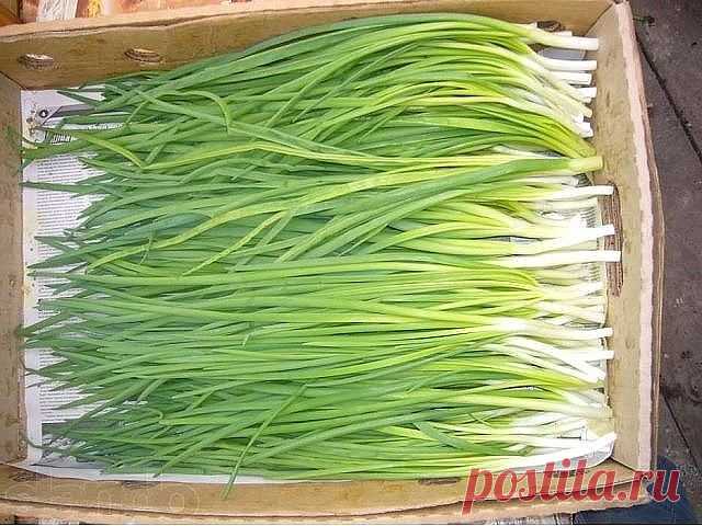 Секреты зеленого лука.

Удобряем лук...нашатырем. Заметили, что у лука побледнели и приобрели желтоватый оттенок перышки? Это он сигналит вам, что голодает из-за нехватки азота. Помогите ему, подкормив раствором нашатырного спирта. Разбавьте в 10-литровом ведре воды 3ст. ложки нашатыря и вечером пролейте грядки с лучком (под корешок).

Такой ядерный раствор не только подкормит, но и отпугнет луковую муху.