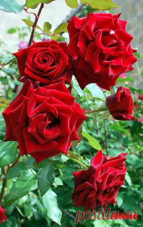 (22) Pinterest
