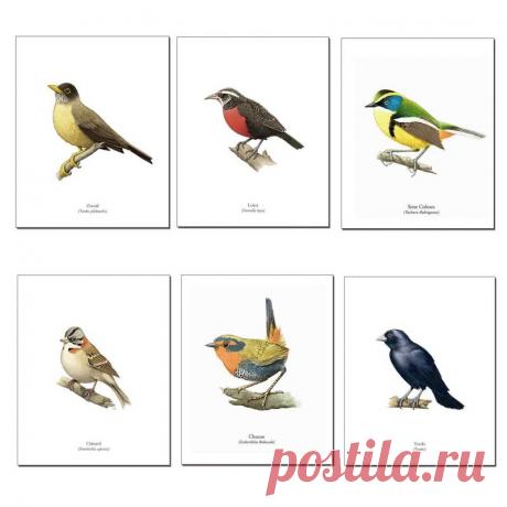 ANDES1 Set de 6 Láminas Pájaros de Chile | Falabella.com