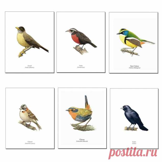 ANDES1 Set de 6 Láminas Pájaros de Chile | Falabella.com