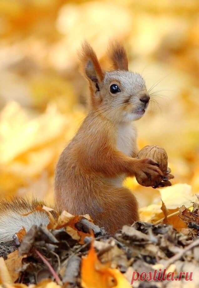 ღ
