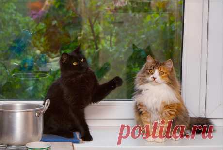 Юмор с пушистым хвостом! Подборка фото для поднятия настроения: в объективе смешные котики! | 😺 ПетКлаб | Яндекс Дзен