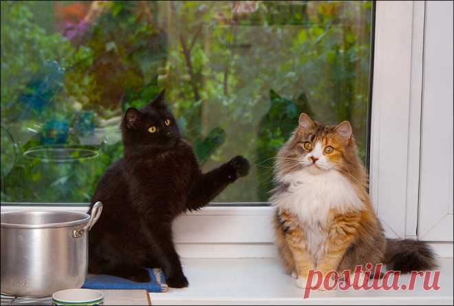 Юмор с пушистым хвостом! Подборка фото для поднятия настроения: в объективе смешные котики! | 😺 ПетКлаб | Яндекс Дзен