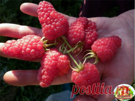 ЧТО СДЕЛАТЬ, ЧТОБЫ МАЛИНА БЫЛА КРУПНОЙ

Весной укорачивайте прошлогодние стебли на треть всего роста. Затем обрезайте до основания все сухие ветки, уже принесшие урожай в прошлом году. Летом уничтожайте лишние молодые побеги у основания куста и корневые отпрыски, которые появляются между кустами, если они не нужны для размножения. Гибким ветвям малины делайте подпорки или подвязки, иначе от тяжести ягод и листьев они склоняются на землю. Молодым побегам текущего года позво...