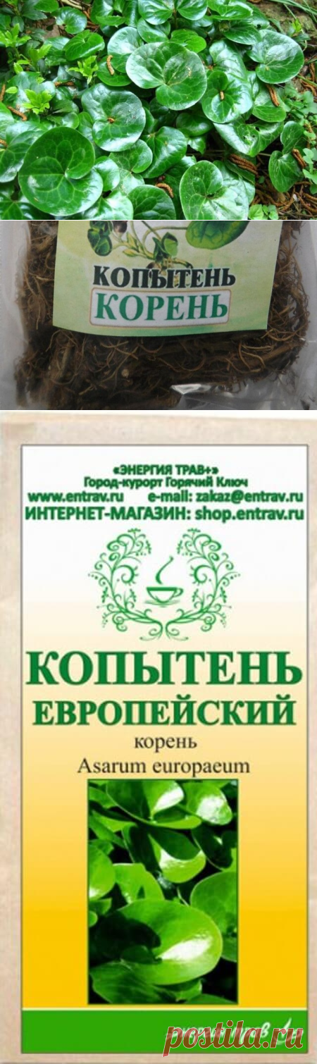Лечение алкоголизма с помощью корня травы копытень европейский: рецепты приготовления, противопоказания — Бабушкины секреты