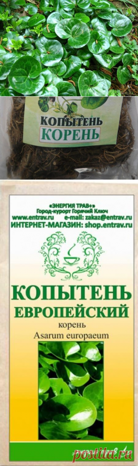 Лечение алкоголизма с помощью корня травы копытень европейский: рецепты приготовления, противопоказания — Бабушкины секреты
