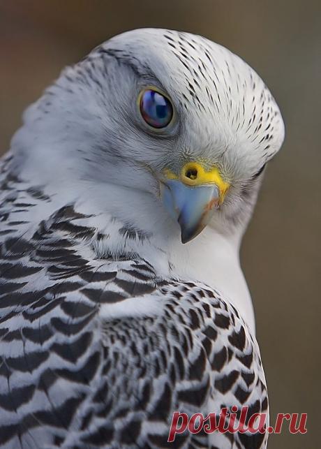 Автор фото — Scott McDaniel. Кречет