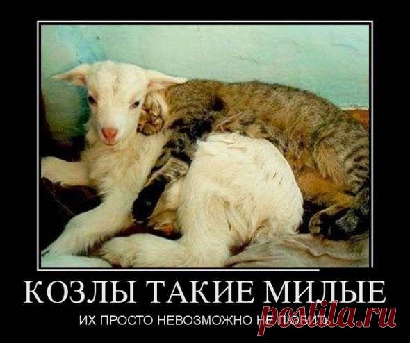 Мини - байки / Приколы