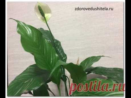 Самые полезные комнатные растения. ТОП-7 для здоровья