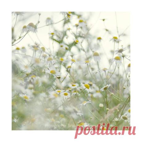 (3) Photographies Béatrice Lechtanski