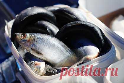 Оптовая стоимость популярной у россиян рыбы резко снизилась