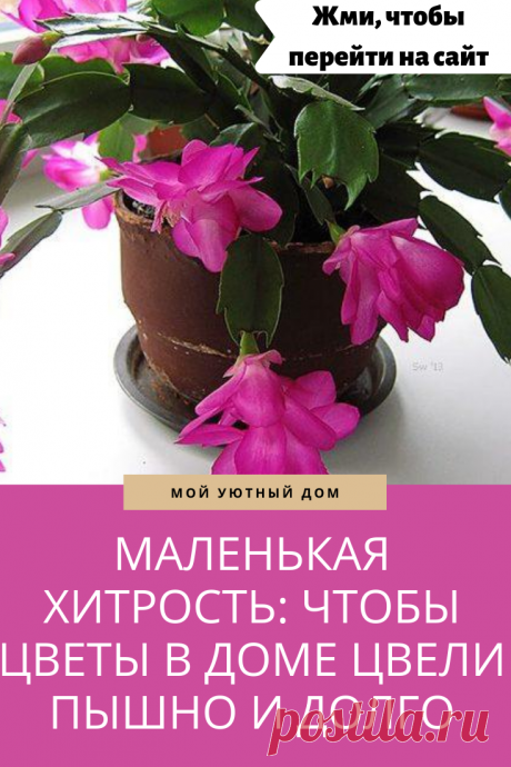 Советы как сделать чтобы вазоны пышно и регулярно цвели