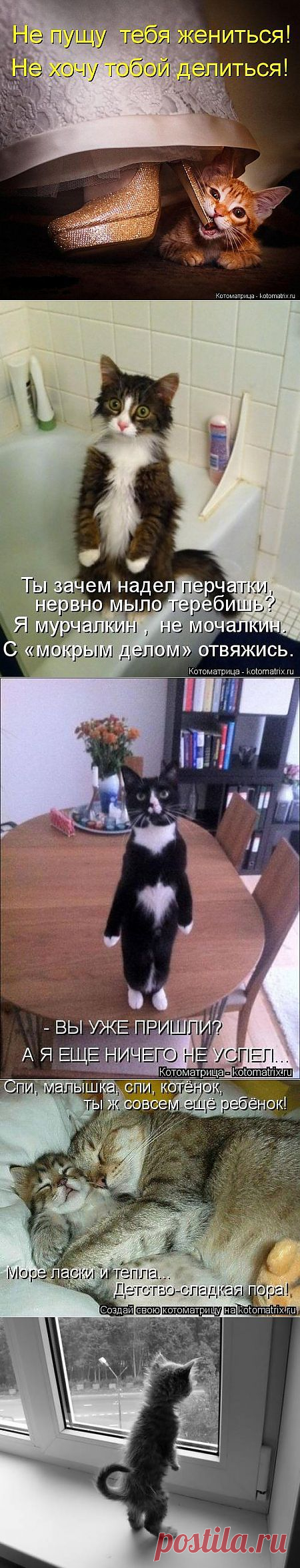 Сидит кошка на окошке...но не кошка....
