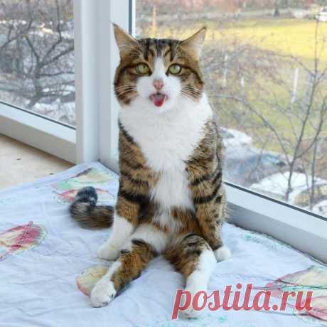 Кот, который умеет складывать язык как ни одна другая кошка / Питомцы