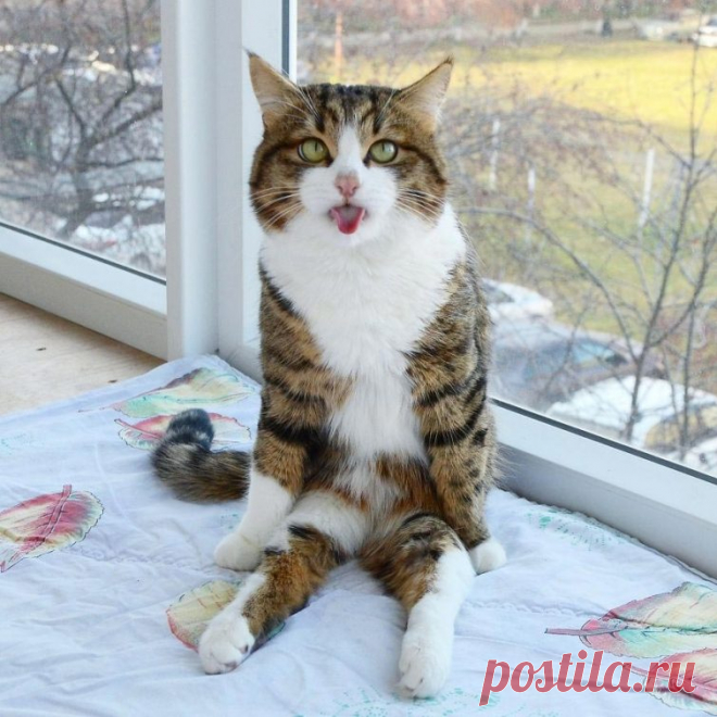 Кот, который умеет складывать язык как ни одна другая кошка / Питомцы