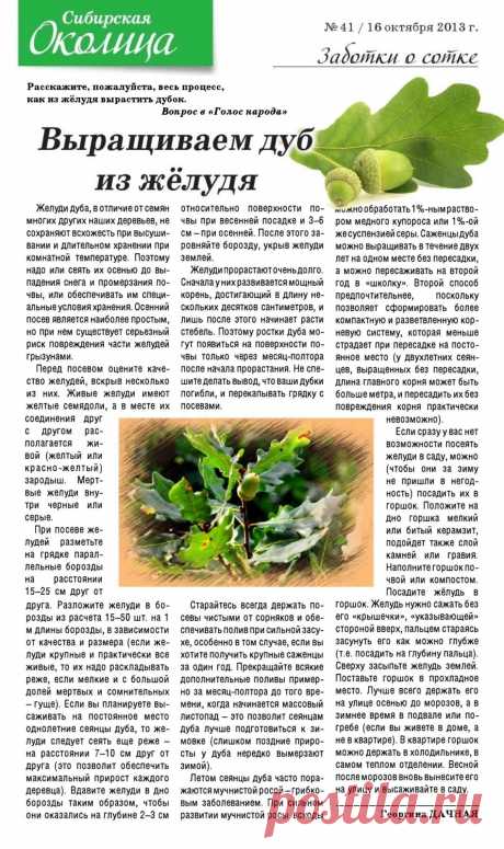 Выращиваем дуб из желудя