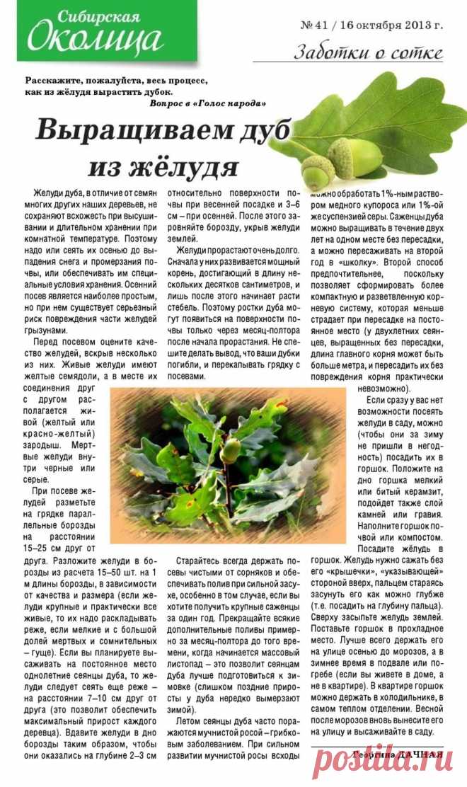 Выращиваем дуб из желудя