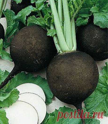 КОРОТКИЕ СОВЕТЫ
Корнеплоды черной редьки, выпирающие из грунта, в процессе роста следует постоянно присыпать землей – так в мякоти будет меньше пустот, затвердений и черных складок.