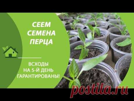 Болгарский перец от семян до всходов за 5 дней / 3 способа проращивания