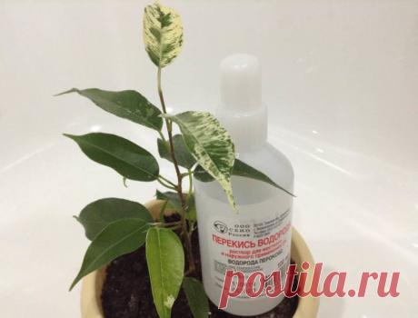 Простое аптечное средство — спасение для комнатных растений в холодную пору