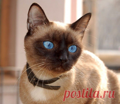 10 глупых мифов о кошках, в которые верят практически все